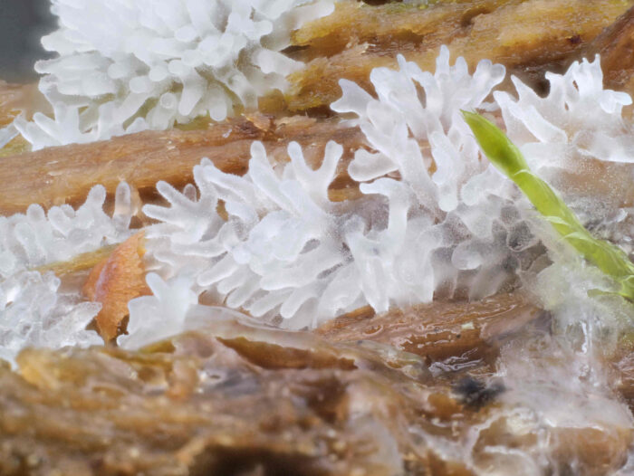 Ceratiomyxa fruticulosa – Geweihförmiger Schleimpilz, die Oberfläche des Pilzes ist feinkörnig