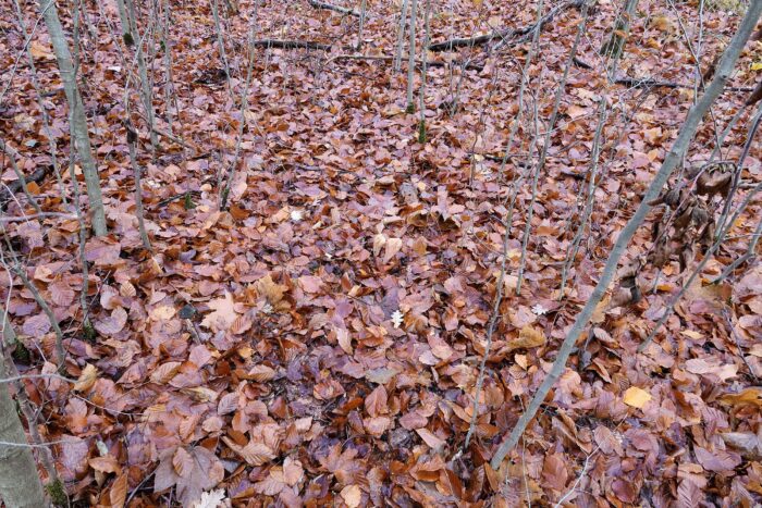 Clavariadelphus pistillaris – Herkuleskeule, Suchbild: wo sind die Pilze?