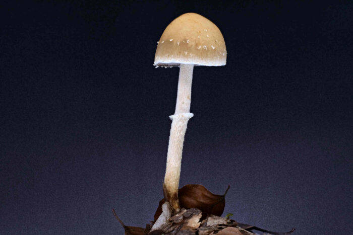 Conocybe arrhenii - Rotbräunlicher Glockenschüppling, alle typischen Merkmale sind zu sehen