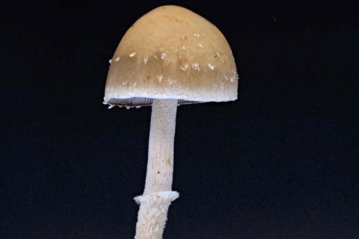 Conocybe arrhenii - Rotbräunlicher Glockenschüppling, diese Art ist tödlich giftig