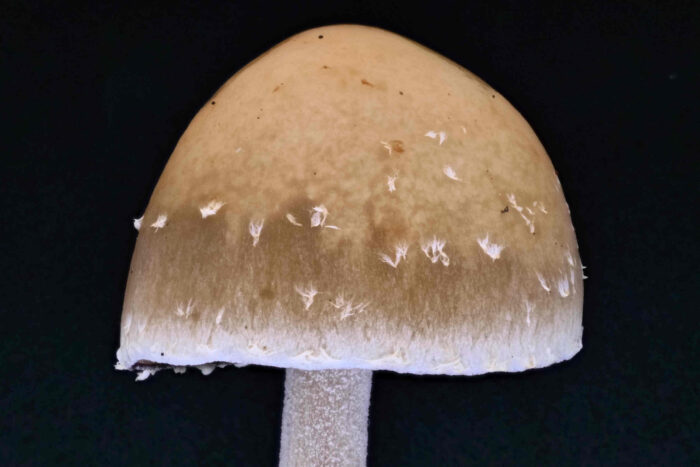 Conocybe arrhenii - Rotbräunlicher Glockenschüppling, weiße Flocken zieren in Ringen angeordnet den Hut