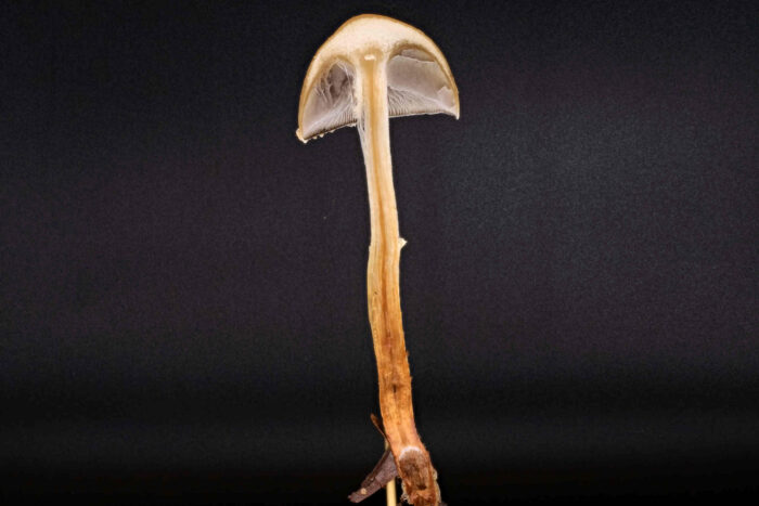 Conocybe arrhenii - Rotbräunlicher Glockenschüppling, der dünne Stiel ist hohl