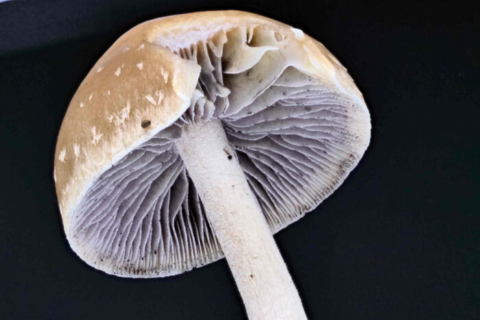 Conocybe arrhenii - Rotbräunlicher Glockenschüppling, rostbraunes Sporenpulver zwischen den Lamellen