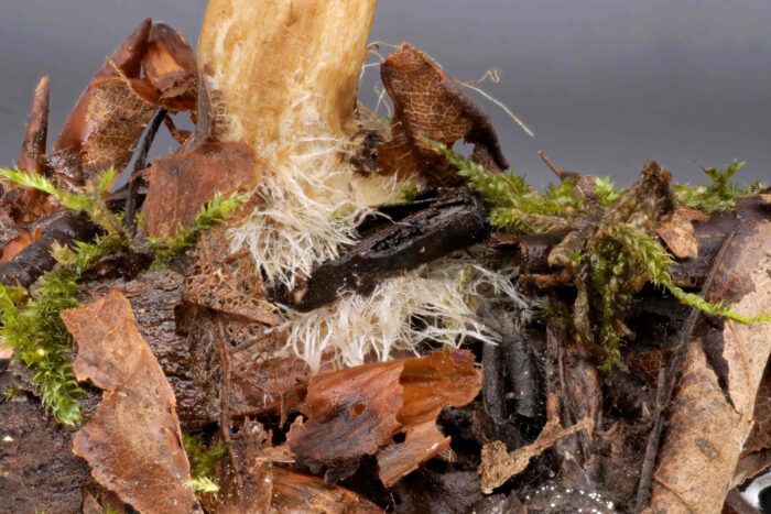 Conocybe arrhenii - Rotbräunlicher Glockenschüppling, die Stielbasis besitzt ein ausgeprägten Mycelfilz