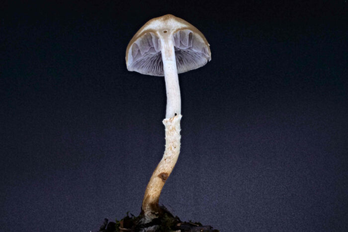 Conocybe arrhenii - Rotbräunlicher Glockenschüppling, Schnittbild des Hutes