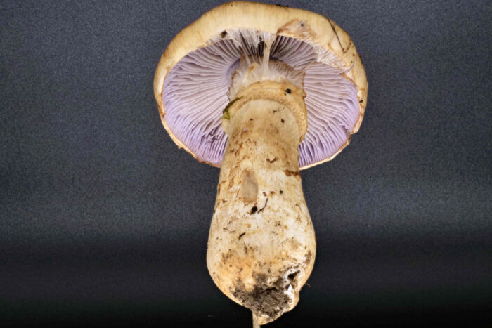 Cortinarius triumphans – Gelbgestiefelter Schleimkopf, typisch auch der keulenförmige Stiel