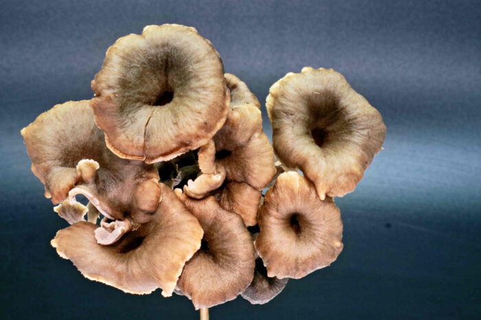 Craterellus cinereus - Grauer Pfifferling, die Trichter erinnern an die Herbsttrompete, in den Gesellschaft er auch wächst