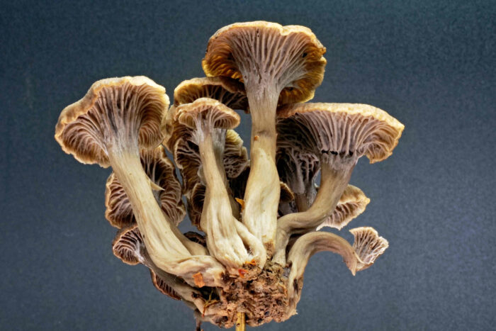 Craterellus cinereus - Grauer Pfifferling, die Pilze besitzen Leisten und keine Lamellen