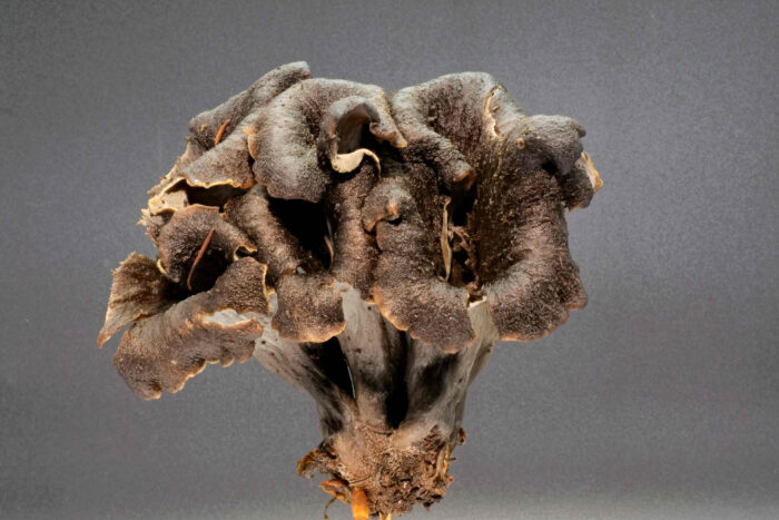 Craterellus cornucopioides - Herbsttrompete, die düsteren Pilze besitzen tiefe Trichter