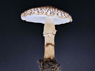 Echinoderma asperum &ndash; Spitzschuppiger Stachel-Schirmling, die Pilze riechen nach Leuchtgas, sehr unangenehm bis stinkend