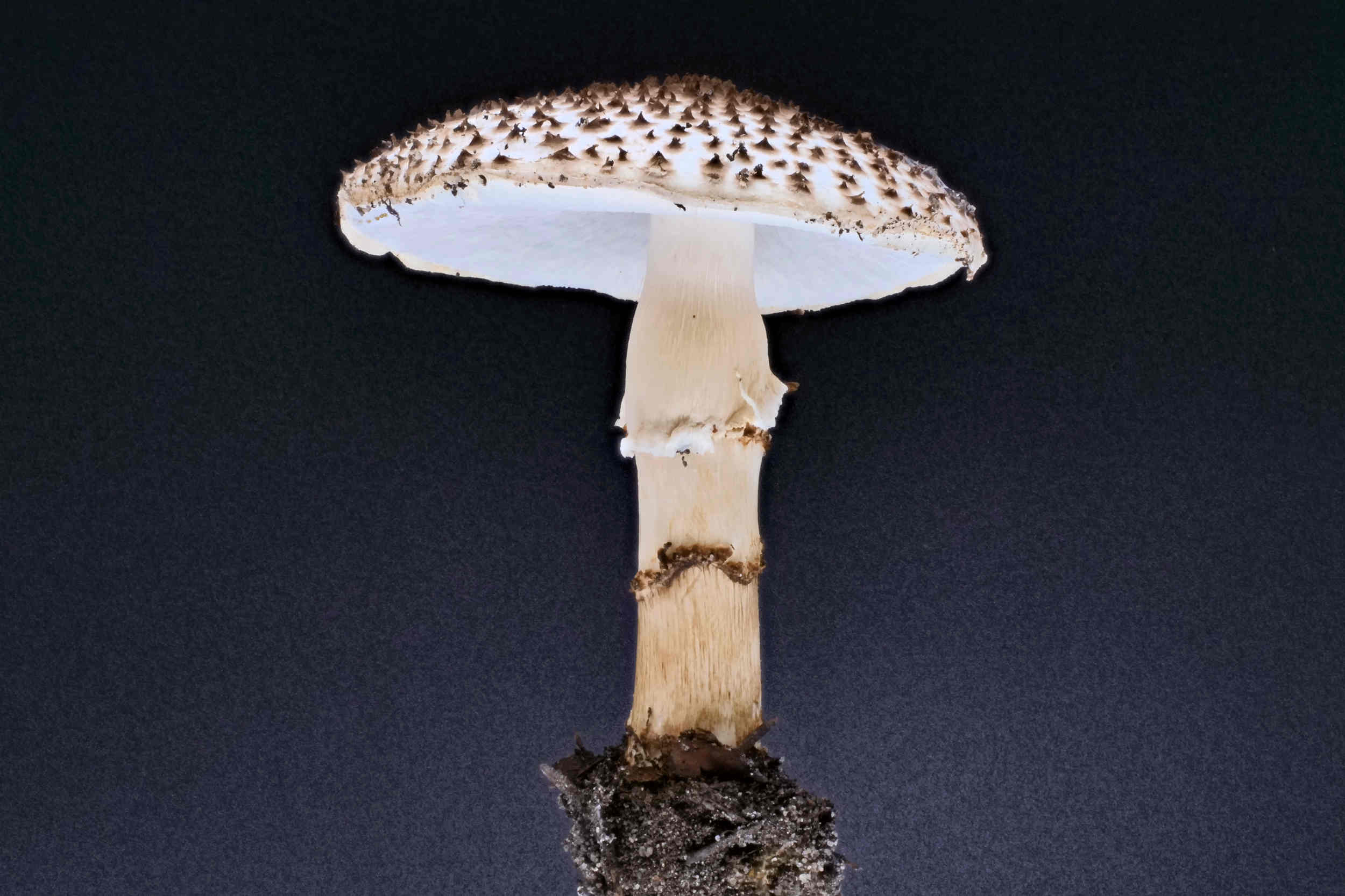 Echinoderma asperum – Spitzschuppiger Stachel-Schirmling