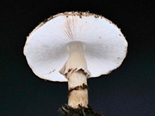 Echinoderma asperum &ndash; Spitzschuppiger Stachel-Schirmling, die Lamellen und das Sporenpulver ist wei&szlig;