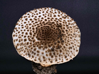 Echinoderma asperum &ndash; Spitzschuppiger Stachel-Schirmling, diese Pilze haben eine sehr markante Hutoberfl&auml;che