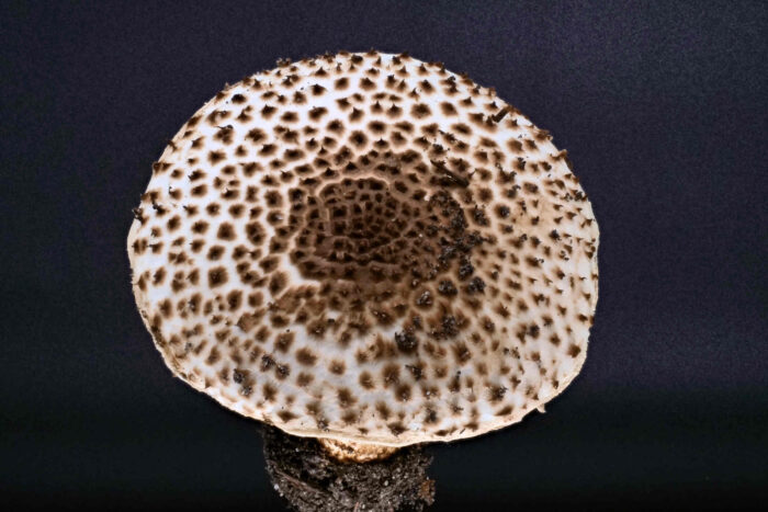 Echinoderma asperum – Spitzschuppiger Stachel-Schirmling, diese Pilze haben eine sehr markante Hutoberfläche