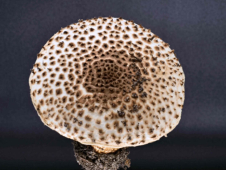 Echinoderma asperum &ndash; Spitzschuppiger Stachel-Schirmling, diesen findet man auf n&auml;hrstoffreichen B&ouml;den