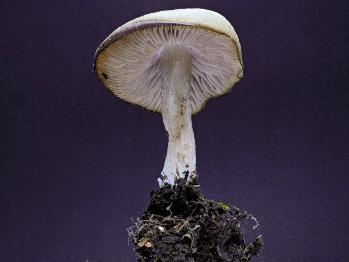Entoloma clypeatum – Schild-Rötling, die hellen Lamellen färben sich im Alter rosa