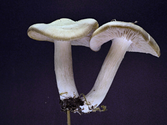Entoloma clypeatum – Schild-Rötling, arttypisches Erscheinungsbild