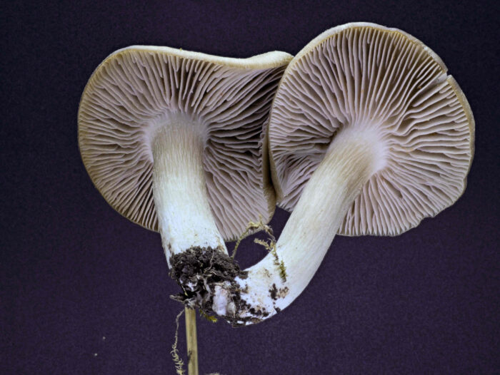 Entoloma clypeatum – Schild-Rötling, die Lamellen sind ausgebuchtet angewachsen