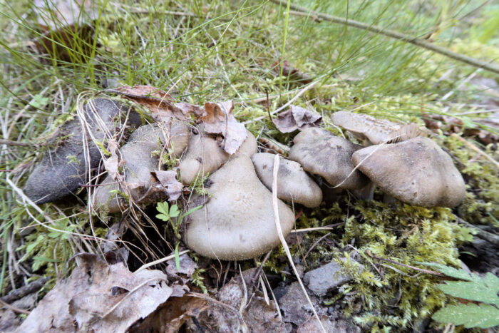 Entoloma clypeatum – Schild-Rötling, die vielen gelben Punkte ist Fichtenpollen