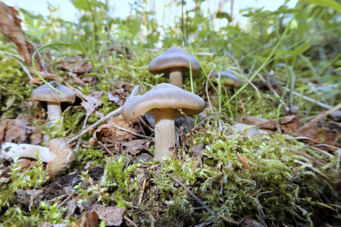 Entoloma clypeatum – Schild-Rötling, die Pilze sind bei Rosengewächsen zu finden, hier bei Apfelbäumen