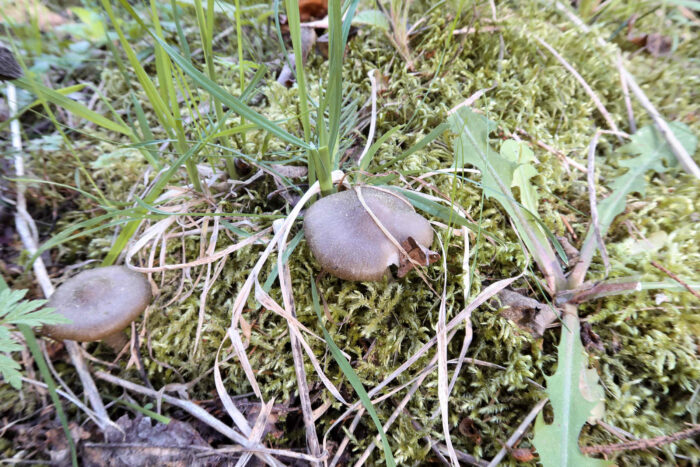 Entoloma clypeatum – Schild-Rötling, die Pilze reichen nach alten, ranzigen, nassen Mehl oder gurkenartig