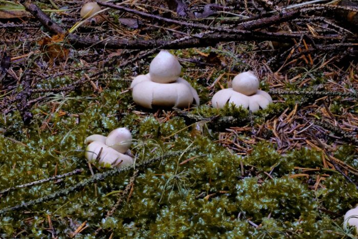 Geastrum fimbriatum – Gewimperter Erdstern, die Pilze wachsen teils in größeren Gruppen