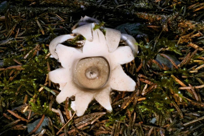 Geastrum fimbriatum – Gewimperter Erdstern, mitten im Fotoshooting begann der Regen