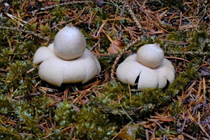 Geastrum fimbriatum – Gewimperter Erdstern, die Pilze sind 7 cm breit