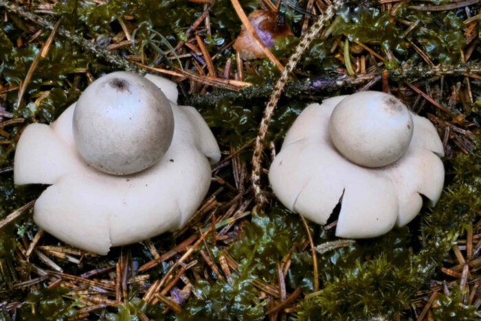 Geastrum fimbriatum – Gewimperter Erdstern, die Ecken des Sternes rollen sich ein und heben den Pilz aus dem Boden