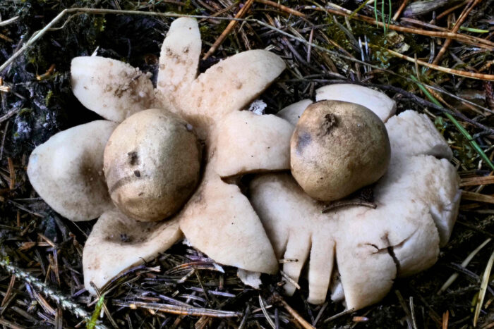 Geastrum fimbriatum – Gewimperter Erdstern, die Öffnung oben an der Kugel, das Peristom, ist gewimpert