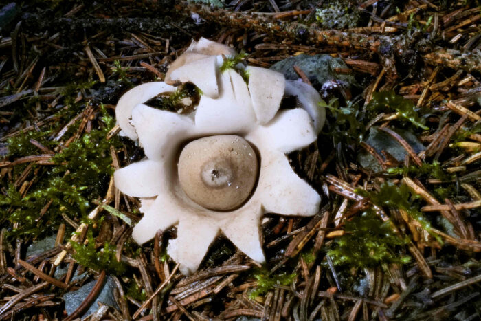 Geastrum fimbriatum – Gewimperter Erdstern, ausgeleuchteter Erdstern, damit man in den Stern sehen kann