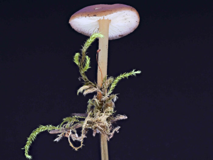 Gymnopus ocior – Gelbblättriger Rübling, ähnelt dem Waldfreund-Rübling, hat jedoch gelbliche Lamellen