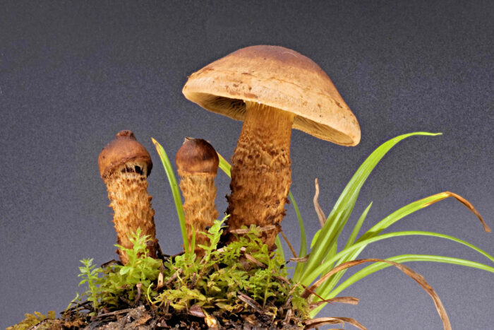 Inocybe terrigena – Schuppenstieliger Rißpilz, Studioaufnahme dieser schönen Pilze