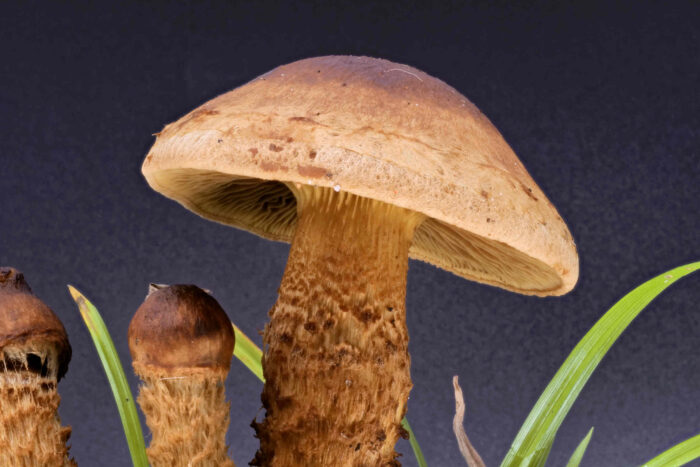 Inocybe terrigena – Schuppenstieliger Rißpilz, der Hutrand ist deutlich filzig