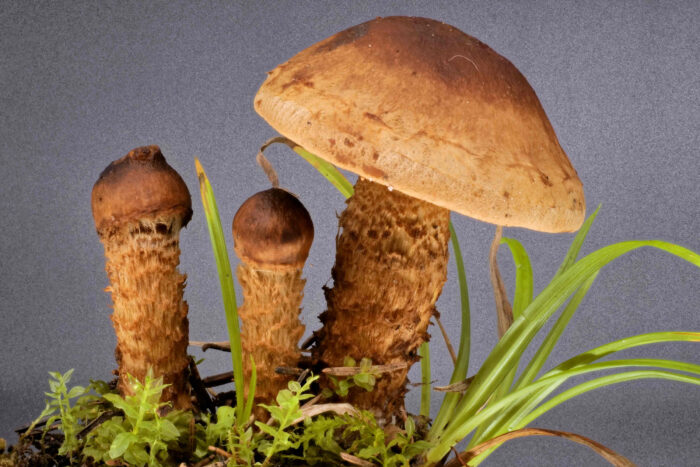 Inocybe terrigena – Schuppenstieliger Rißpilz, wunderschöne Gruppe dieses Rißpilzes