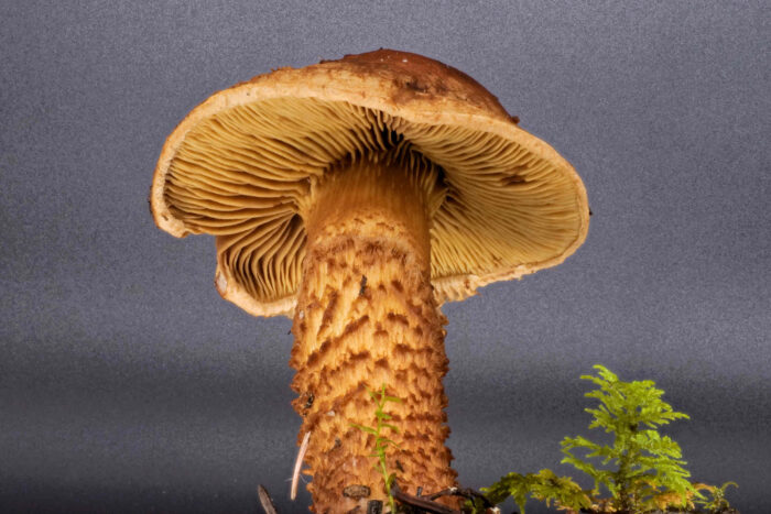 Inocybe terrigena – Schuppenstieliger Rißpilz, deutlich ist die kräftige Beschuppung des Stieles ausgeprägt