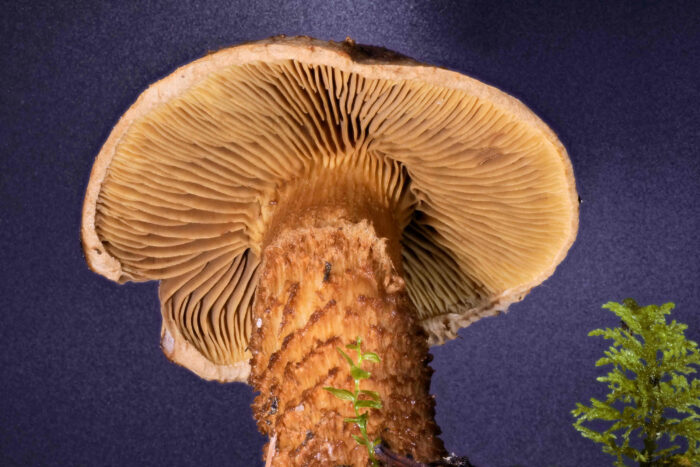 Inocybe terrigena – Schuppenstieliger Rißpilz, Blick auf die untermischten Lamellen