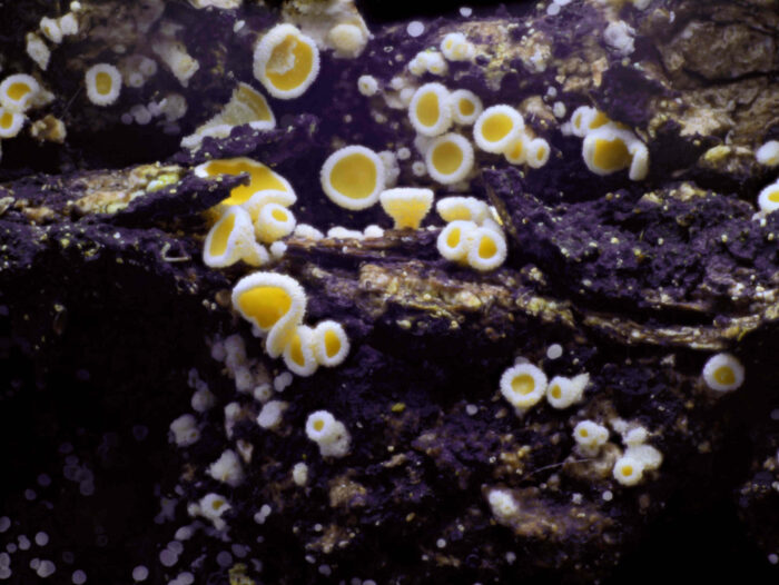 Lachnellula resinaria – Weißtannen-Haarbecherchen, die Becherchen im Bild sind 1,2 mm groß