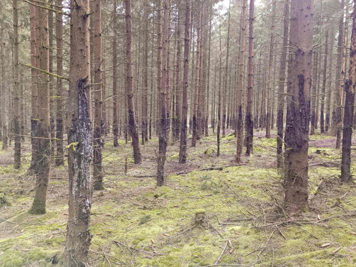 Lachnellula resinaria – Weißtannen-Haarbecherchen, durch Wildverbiss entstandene Rindenschäden führen zum Harzen