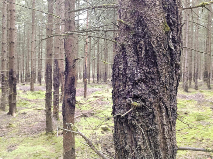 Lachnellula resinaria – Weißtannen-Haarbecherchen, an alten Harz wächst dieser seltene Pilz