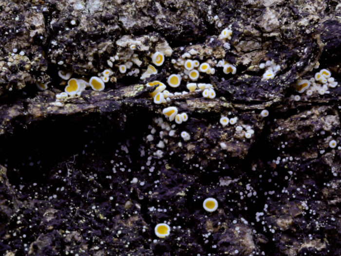 Lachnellula resinaria – Weißtannen-Haarbecherchen, bei Trockenheit rollen sich die Becherchen zusammen und bilden wollige Kügelchen