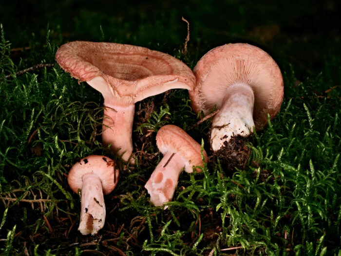 Lactarius torminosus – Birken-Milchling, Gruppe in allen Altersstadien