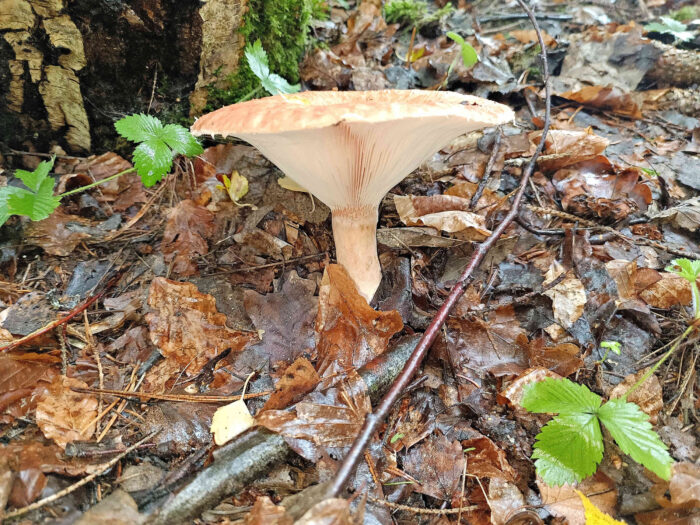 Lactarius torminosus – Birken-Milchling, alte Pilze bilden einen trichterförmigen Hut aus, der Filz an Hutrand verschwindet