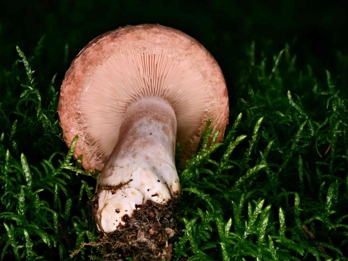 Lactarius torminosus – Birken-Milchling, typisch bei jungen Pilzen, der eingerollte Hutrand