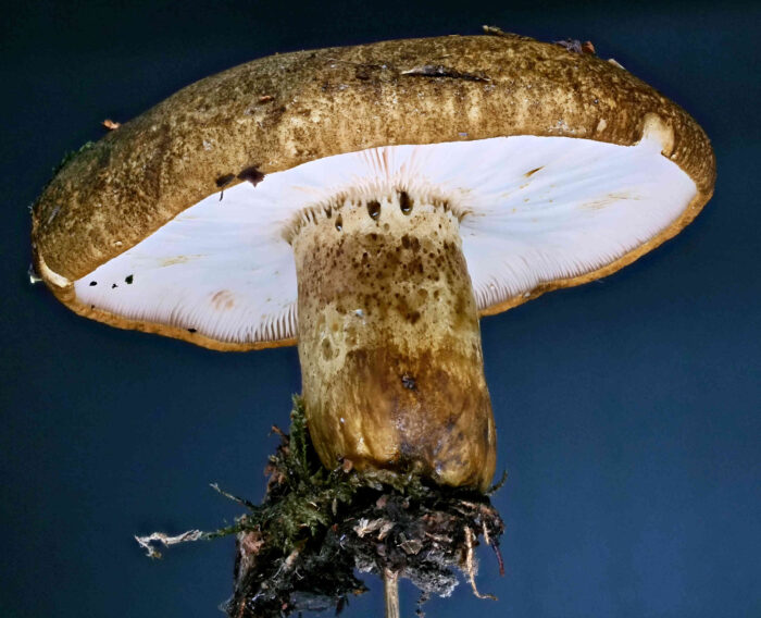 Lactarius turpis – Olivbrauner Milchling, der Pilz ist wegen seiner düsteren Färbung leicht zu erkennen