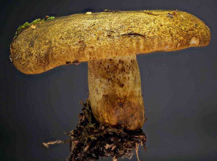 Lactarius turpis – Olivbrauner Milchling, der Hutrand ist meist grün-gelb