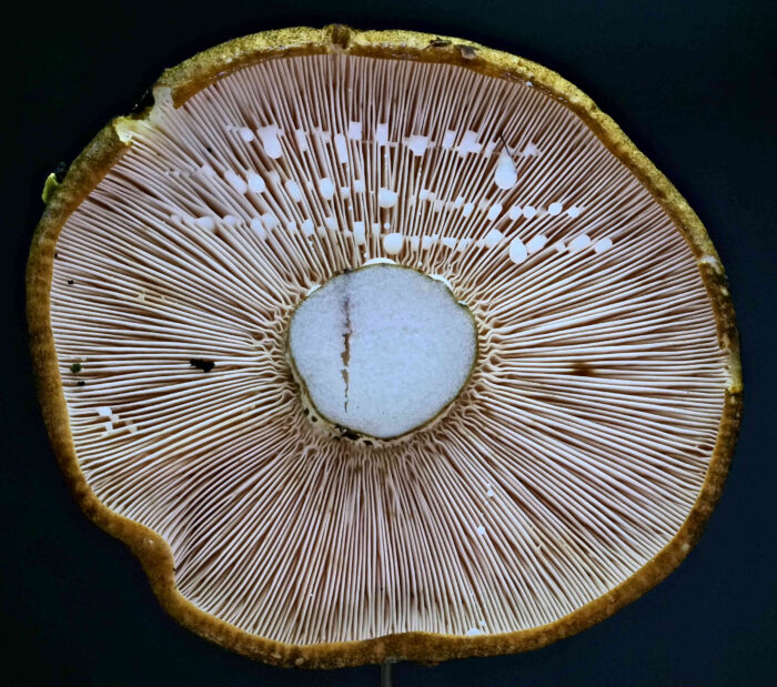 Lactarius turpis – Olivbrauner Milchling, die weiße Milch ist bitter