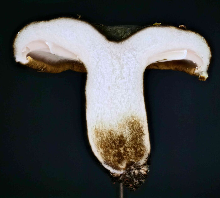 Lactarius turpis – Olivbrauner Milchling, Schnittbild