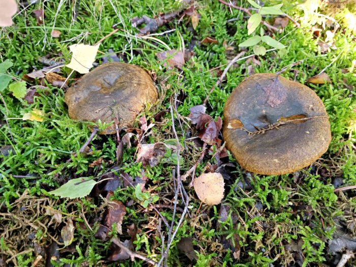 Lactarius turpis – Olivbrauner Milchling, ist im Vogtland im Herbst oft ein Massenpilz