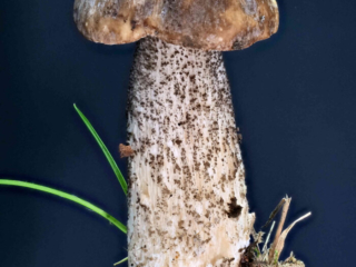 Leccimun melaneum &ndash; Schw&auml;rzlicher Birkenpilz, Studioaufnahme dieses sch&ouml;nen Pilzes